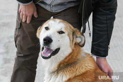 Виды Свердловской области, собака, собачий приют