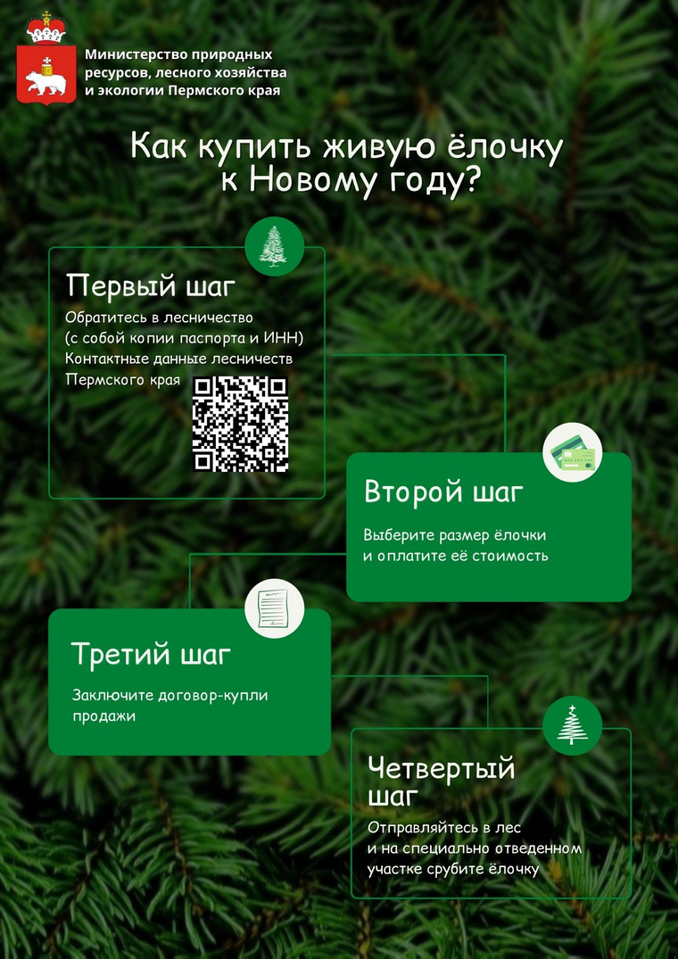 Схема покупки новогодней елки от минприроды