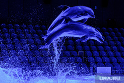 Океанариум "Дельфин". Екатеринбург, млекопитающие, черноморский дельфин, морское животное