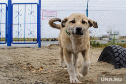 Поселок Тазовский, Новый Уренгой, Ямало-Ненецкий автономный округ, проход запрещен, закрытая территория, щенок, сторожевой пес, осторожно злая собака, охраняемая зона