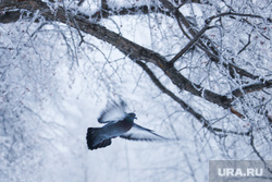 Зима в Кургане, голубь, зима, птица