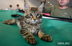 Выставка кошек ко Дню города Екатеринбурга, кошка, кот, котенок, домашний питомец, порода мейн кун