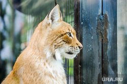 Челябинский зоопарк открыли для посещения. Челябинск, зоопарк, животные, рысь