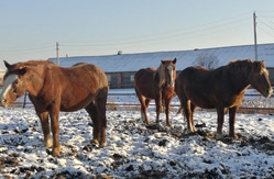 Завод разводит лошадей породы русский тяжеловоз