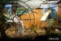 Новая экспозиция мелких зверей с разных частей света в Екатеринбургском зоопарке, зоопарк, грызун, экспозиция мелких зверей, крыса