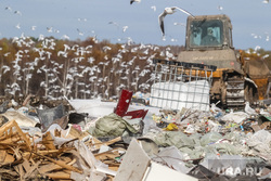 Проверка ОНФ и Общественной палатой Тюменской области полигона твердых бытовых отходов на Велижанском тракте. Тюмень, мусор, птицы, отходы, полигон тбо, чайки, свалка, экология