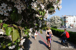 Весна в городе. Екатеринбург, цветение, весна, цветущие деревья