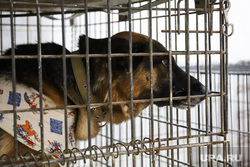 Авиакомпания свердловского бизнесмена спасла животных из Кабула