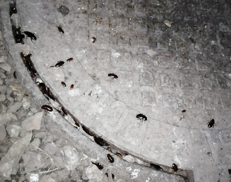 Тараканы попадают в квартиры через канализационные люки