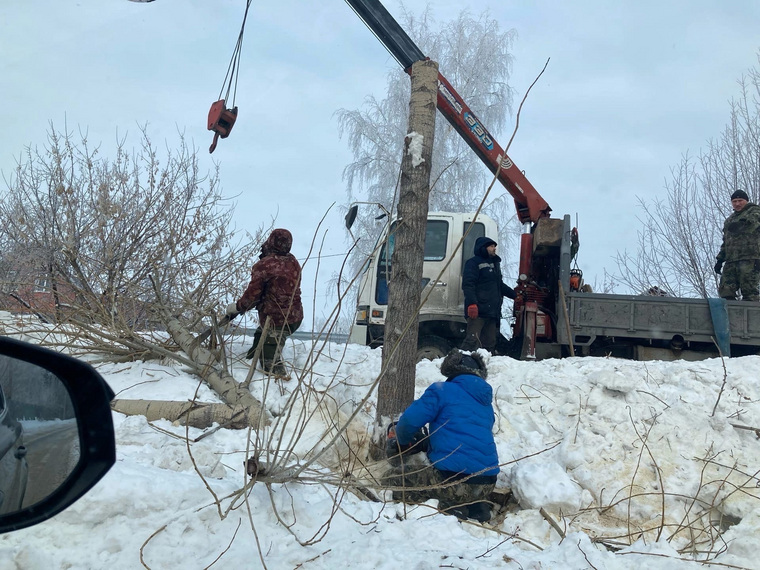 Деревья вырубили на улице Красноармейской