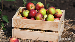Второй день работы Всероссийского дня поля - 2021. Свердловская область, Кадниково, яблоки, сбор урожая, яблоко, яблочный спас, урожай яблок