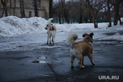 Собаки из приюта. Екатеринбург, собаки, псы