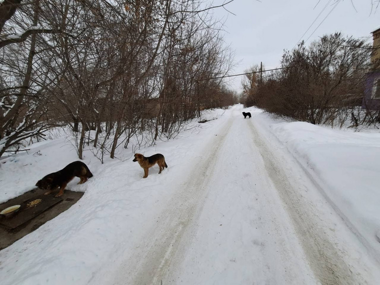 Эти собаки, чипированные, согласно закону, бродят по Коркинскому району