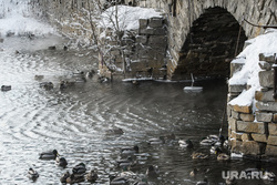 Виды Екатеринбурга, зима, река исеть, каменный мост на малышева, городские птицы, утки