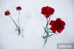 Территория СКРУ-3 ПАО Уралкалий. Соликамск , снег, гвоздики, цветы на снегу