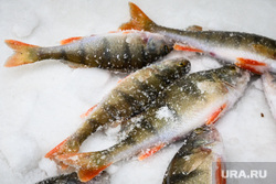 Профилактическая акция «Тонкий лед» на озере Шарташ. Екатеринбург, зимняя рыбалка, улов, окунь, рыба, рыбалка