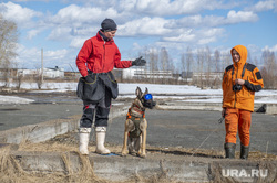 Тренировка собак нюхачей. Пермь, служебные собаки, поиск пропавших