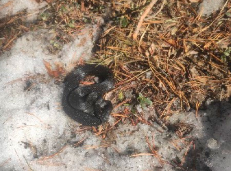 Змею обнаружили в Кетовском районе