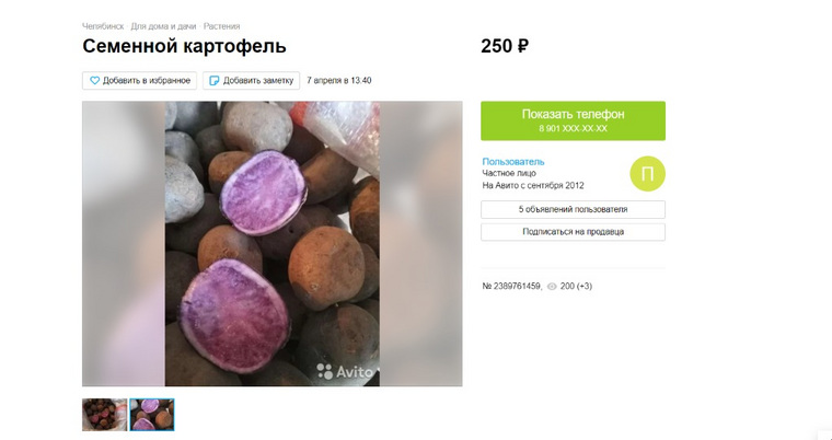 Челябинец назвал свою семенную картошку «Обама»