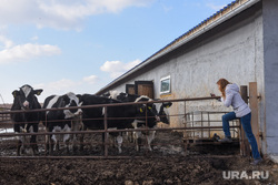 Работа Балтымского агрокомплекса. Балтым. , коровы, ферма, агрокомплекс, балтымский агрокомплекс