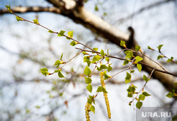 Весна в Екатеринбурге, листва, березовые сережки, бруньки, почки, весна, зелень