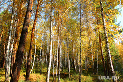 Осенняя природа, разное Курган, осенний лес
