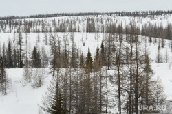 День оленевода в селе Аксарка, ЯНАО, зима, лес, тундра, арктика, лесотундра