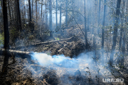 Пожар под Рефтинским. Свердловская область, сгоревший лес, лесной пожар, лесные пожары, лес после пожара