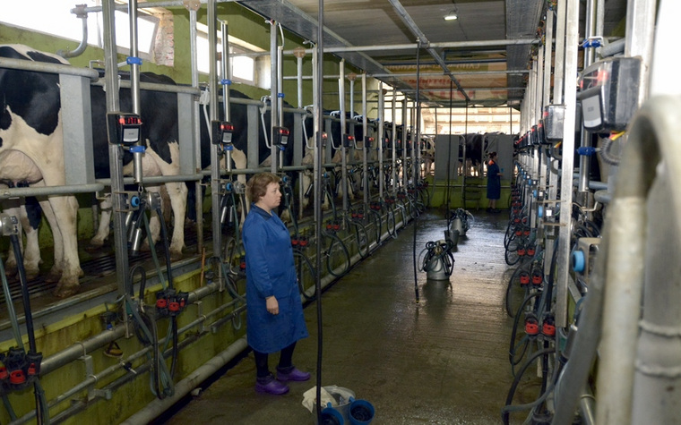 «Черновской» занимает третье место среди молочных хозяйств области по объемам производства молока