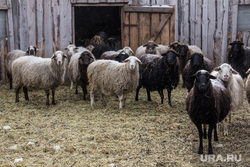 Сельхозпредприятие «Росток». Магнитогорск, овцы, бараны, животноводство