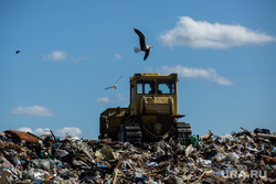 Клипарт. Сургут, птицы, отходы, полигон тбо, мусорка, бульдозер на свалке, свалка, мусорный полигон, экология