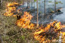 Горит лес. Тюмень, пожарная машина, пожар, огонь, трава горит, лес горит, лесной пожар, пожар в лесу, пожарные, горит трава