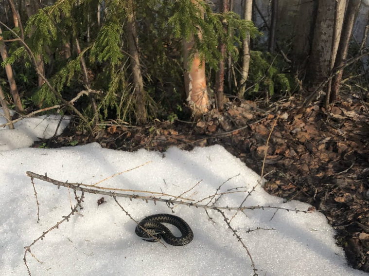 Змея на снегу в Ноябрьске