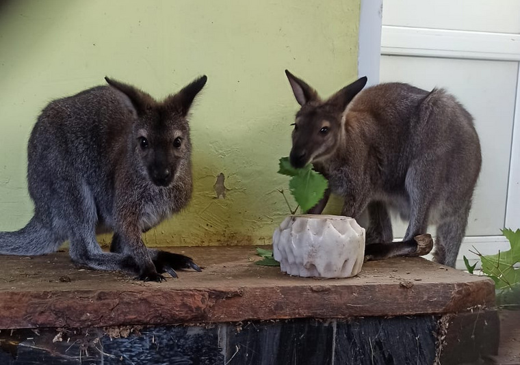 В детском эколого-биологическом центре Озерска теперь образовалась пара кенгуру