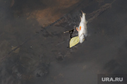 Виды Екатеринбурга, загрязнение, рыбалка, мертвая рыба, мор, экология
