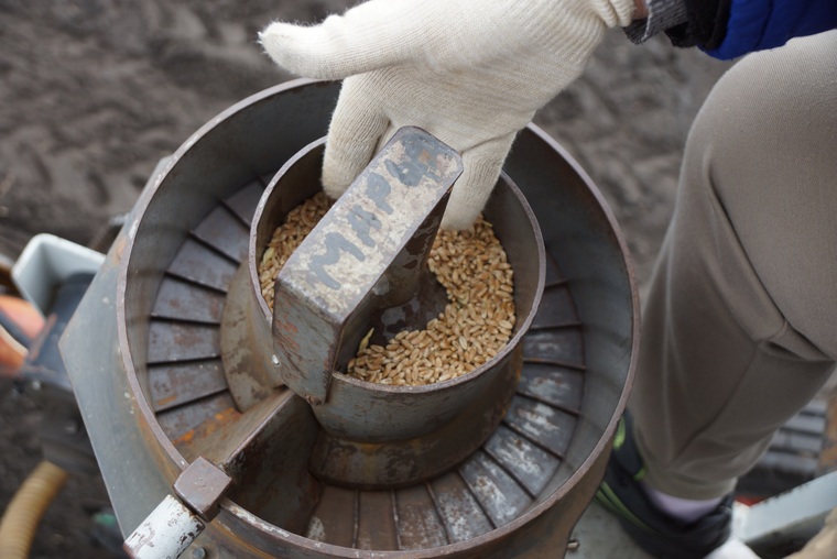 Засушливая погода помогла курганским агрономам вывести новые образцы пшеницы