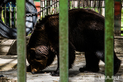 Виды Екатеринбурга, зоопарк, животное в клетке, медведь