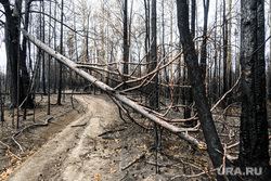 Окрестности горы Волчиха и станции Флюс. Свердловская область, сгоревший лес, лесная дорога, бурелом, поваленные деревья, последствия пожара, обгоревшие деревья