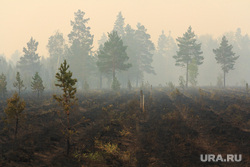 Верховые пожары в поселках Джабык и Запасное. Челябинская область, дым, сосны, лесной пожар