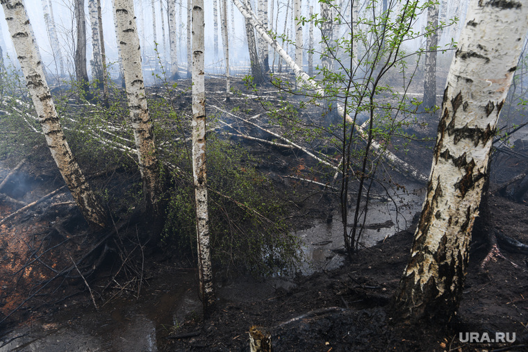 Тушение торфяного пожара возле поселка Безречный. Свердловская область, Березовский