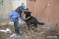 Тренировка собак нюхачей. Пермь, служебные собаки, поиск пропавших