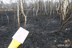 Последствия лесного пожара у посёлка Богандинский. Тюмень , лесной пожар, последствия пожара, пожар в деревне