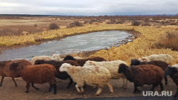 Шадринский элеватор «Агро-Клевер». Шадринск, овцы, бараны, озеро, осень