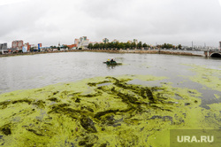 Очистка реки Миасс от водорослей. Челябинск, река миасс, водоросли, чистка реки