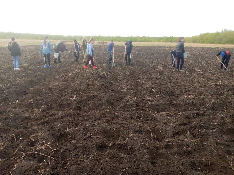Школьники Звериноголовского района посадили гектар картофеля по поручения Шумкова