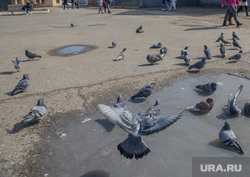 Виды города Кунгур. Пермь, привокзальная площадь, пермский край, кунгур, голуби в луже
