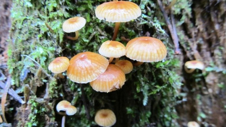 Опасные грибы похожи на опята