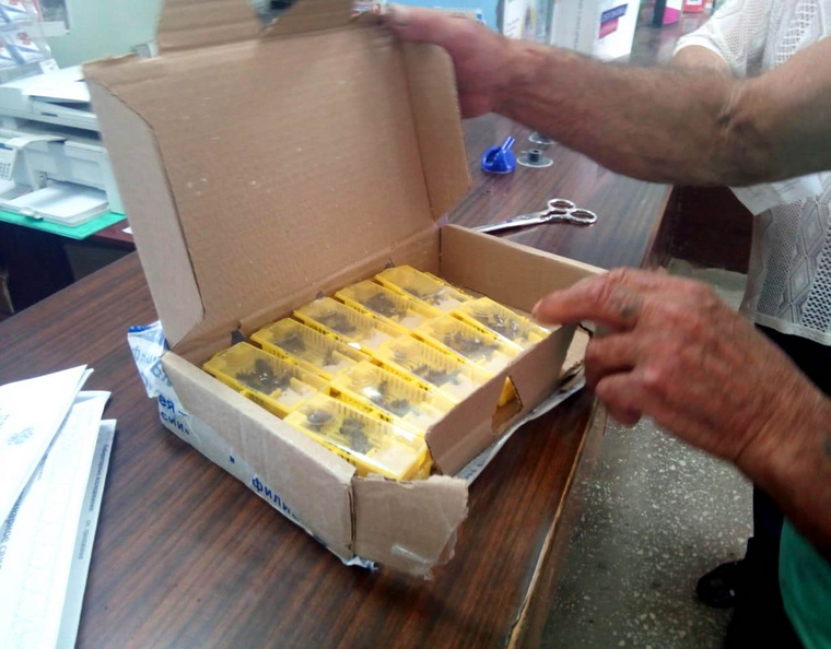 Пчеловод из Троицка заказал 10 пчелиных маток
