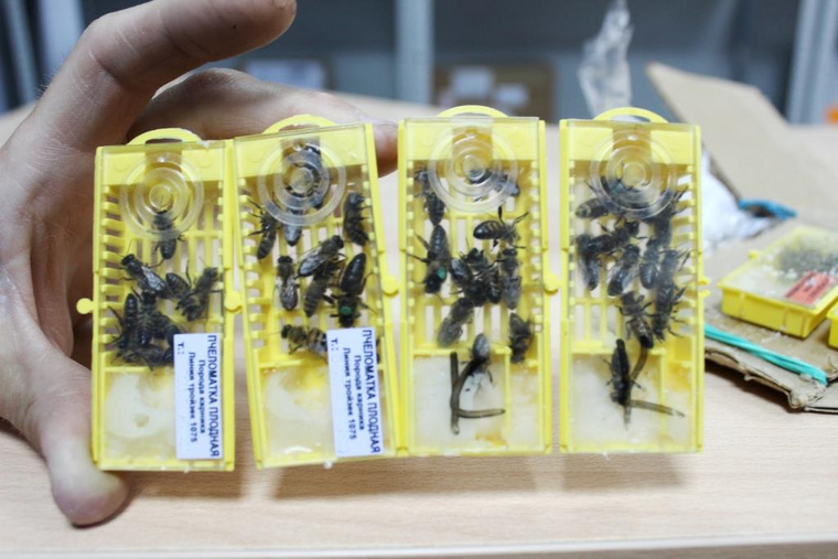 Каждую пчелиную матку сопровождало 9-10 рабочих пчел