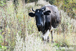Виды Свердловской области, корова, рогатый скот